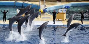 divers