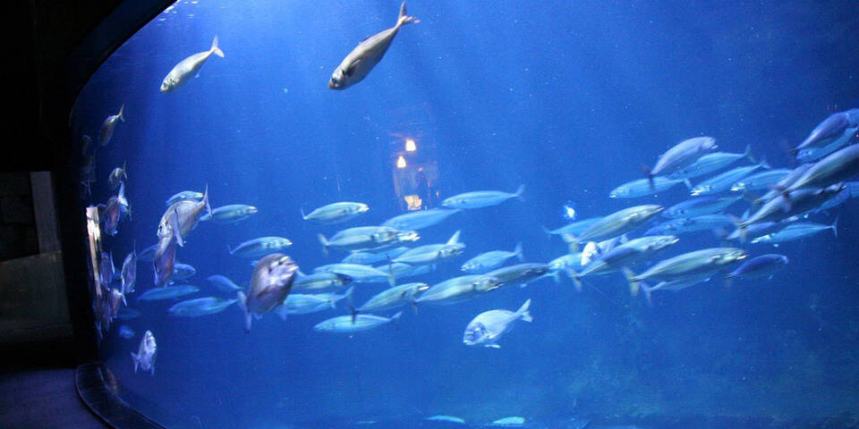 divers