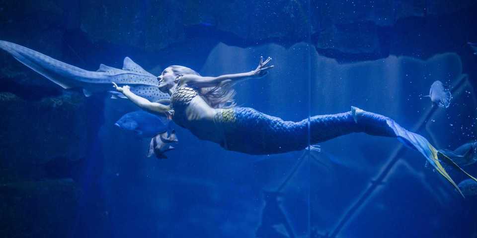 divers