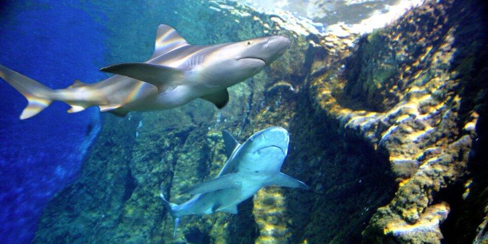 divers