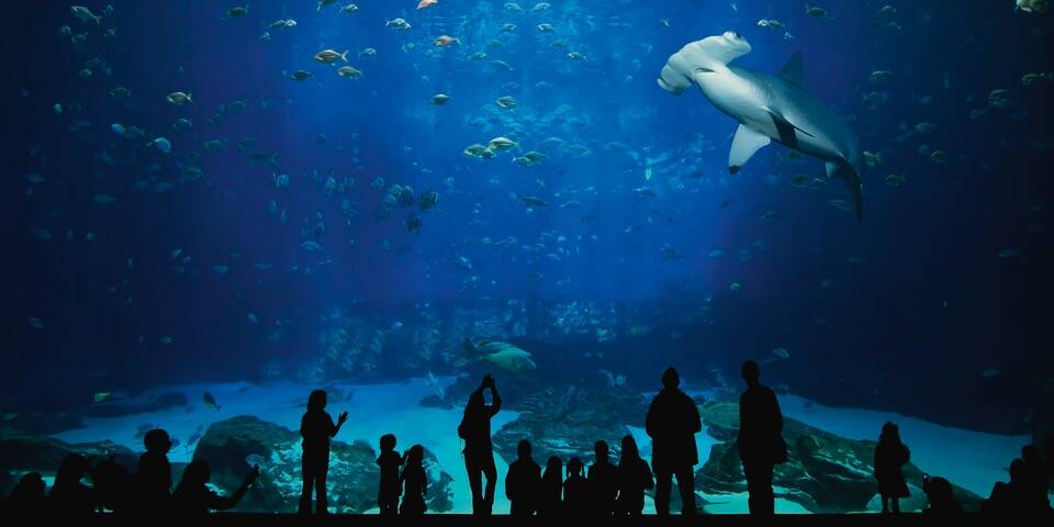 divers