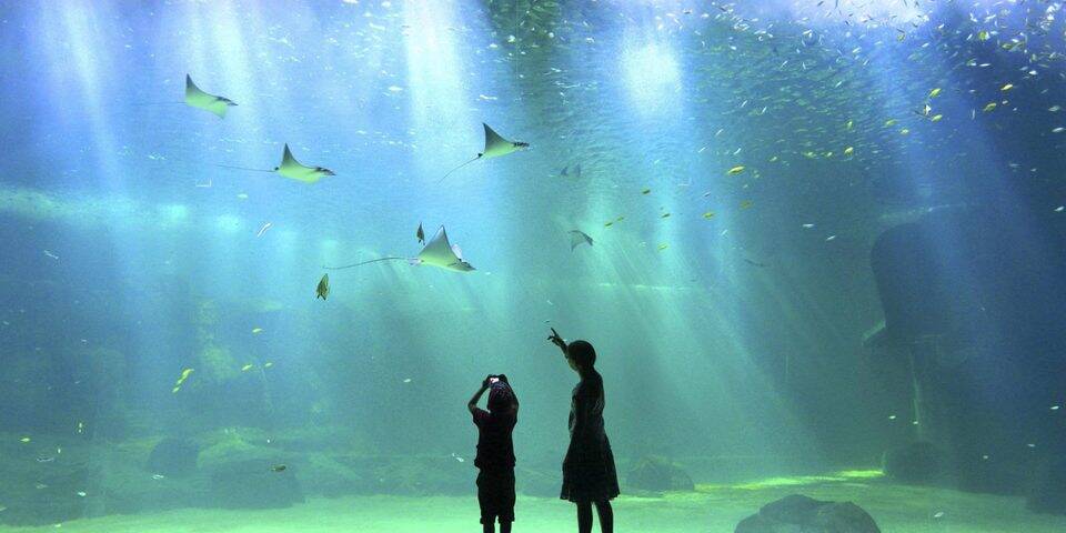 divers