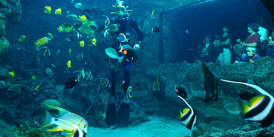 divers