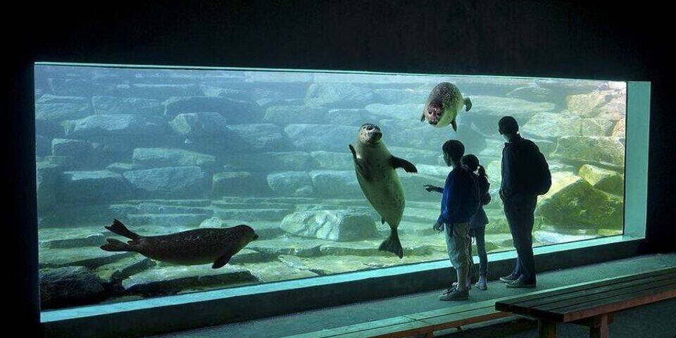 divers